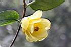 庫克芳金花茶-花11.JPG
