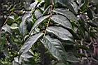 庫克芳金花茶-葉序00.JPG