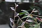 微花連蕊茶-嫩枝03.JPG
