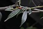 微花連蕊茶-花苞01.JPG