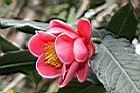 抱莖短蕊茶-花08.JPG