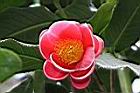 抱莖短蕊茶-花13.JPG