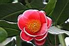 抱莖短蕊茶-花14.JPG