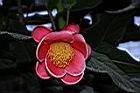 抱莖短蕊茶-花18.JPG