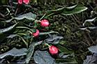 抱莖短蕊茶06.JPG