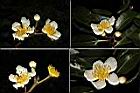 木荷-花.jpg