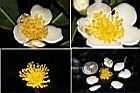 木荷-花蕊.jpg