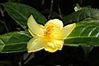 東興金花茶-花10.JPG
