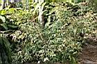柳葉山茶09.JPG