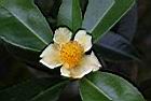 武威山茶-花05.JPG
