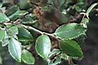 毛枝連蕊茶-葉06.JPG