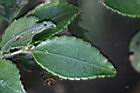 毛枝連蕊茶-葉13.JPG