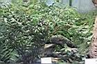 毛枝連蕊茶02.JPG