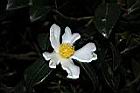 油茶-花12.JPG