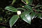 油茶-花苞11.JPG