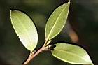 油茶-葉背10.jpg