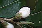 泛能高山茶-花苞5.jpg