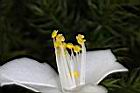 泛能高山茶-花蕊1.jpg