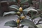 滇山茶-花苞06.JPG