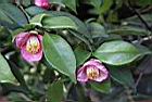 玫瑰連蕊茶-花01.JPG