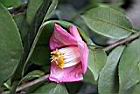 玫瑰連蕊茶-花05.JPG