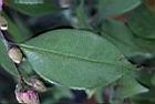 玫瑰連蕊茶-葉02.JPG