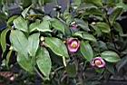 玫瑰連蕊茶01.JPG