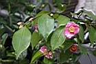 玫瑰連蕊茶06.JPG