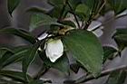 琉球短柱茶-花01.JPG