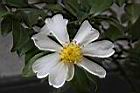 琉球短柱茶-花蕊00.JPG
