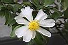 琉球短柱茶-花蕊01.JPG
