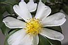 琉球短柱茶-花蕊04.JPG