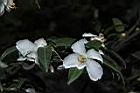 琉球連蕊茶-花02.JPG