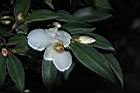 琉球連蕊茶-花04.JPG