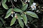 琉球連蕊茶-葉01.JPG