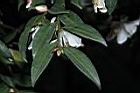 琉球連蕊茶-葉02.JPG