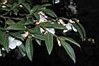琉球連蕊茶08.JPG