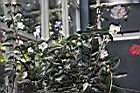 白玫瑰連蕊茶01.JPG