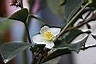 短柱山茶-花00.JPG