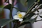 短柱山茶-花01.JPG