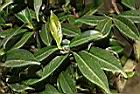 窄葉短柱茶-葉00.JPG