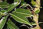 窄葉短柱茶-葉07.JPG