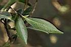 窄葉短柱茶-葉背01.JPG