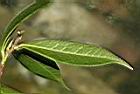 窄葉短柱茶-葉背03.JPG