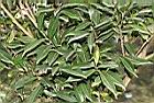 窄葉短柱茶02.JPG