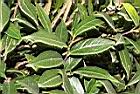 窄葉短柱茶03.JPG