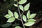米碎柃木-葉序00.JPG