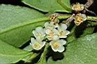米碎柃木-雄花04.JPG
