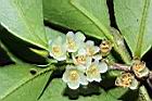米碎柃木-雄花06.JPG