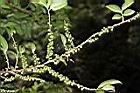 粗毛柃木-實02.JPG